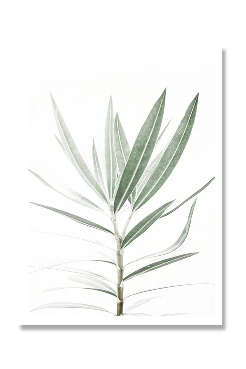 Lisslune | Botanical Art Posters