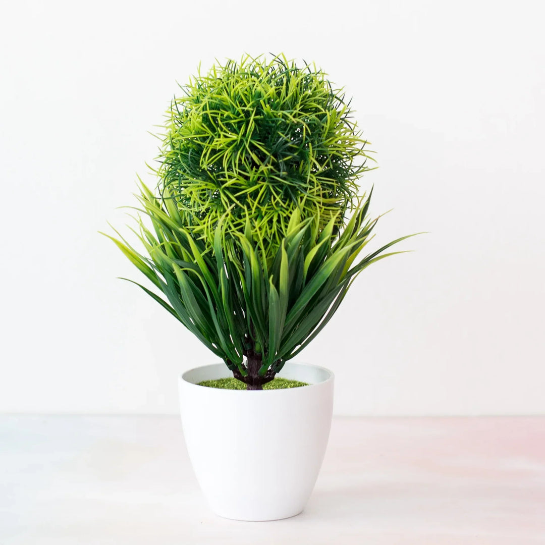 Lisslune | Small Tree Pot Bonsai Plants