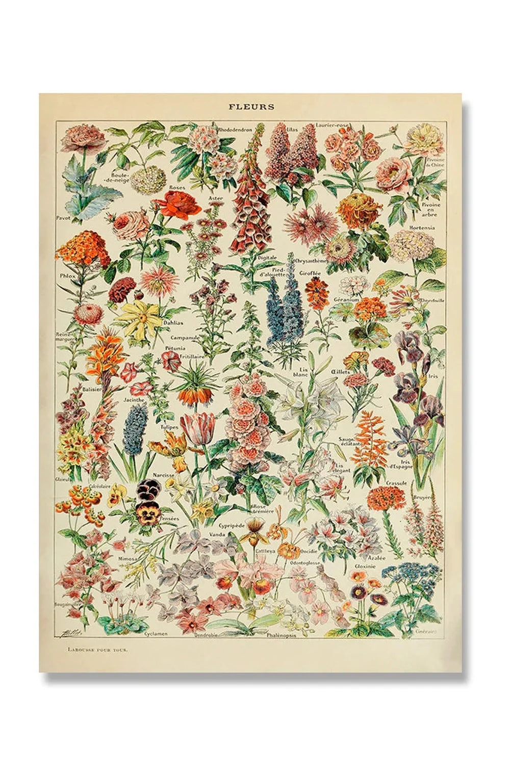Lisslune | Vintage Canvas Poster