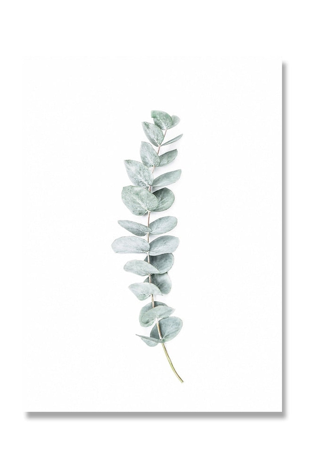 Lisslune | Botanical Art Posters