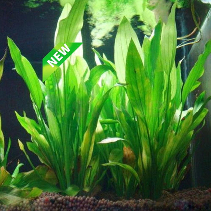Lisslune | Vibrant Aquatic Plant Decoration Set with stable weighted base for thriving aquariums