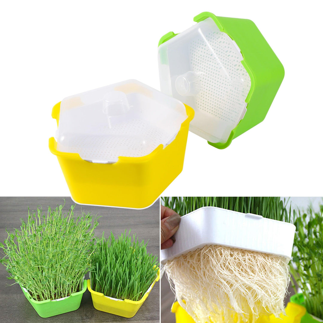 Lisslune | Homegrown Health: Ultimate Sprouting Kit for fresh, nutrient-rich delicacies!