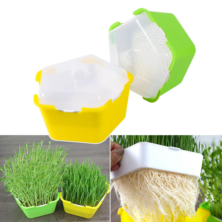 Lisslune | Homegrown Health: Ultimate Sprouting Kit for fresh, nutrient-rich delicacies!