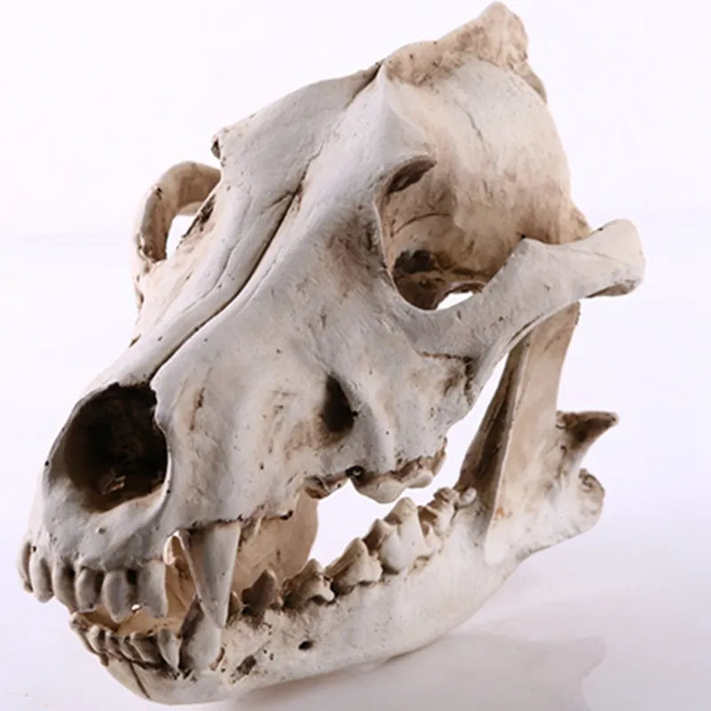 Lisslune | Wolf Skull Sculpture Model