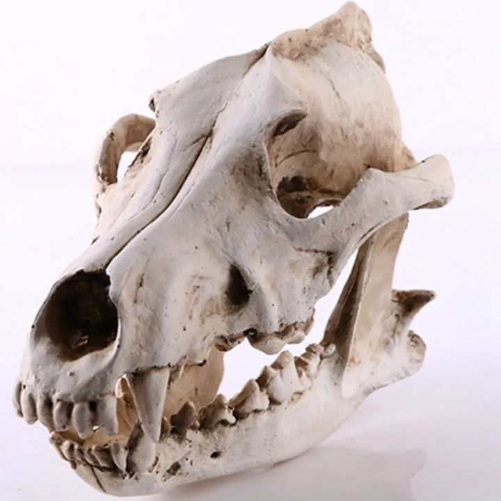 Lisslune | Wolf Skull Sculpture Model