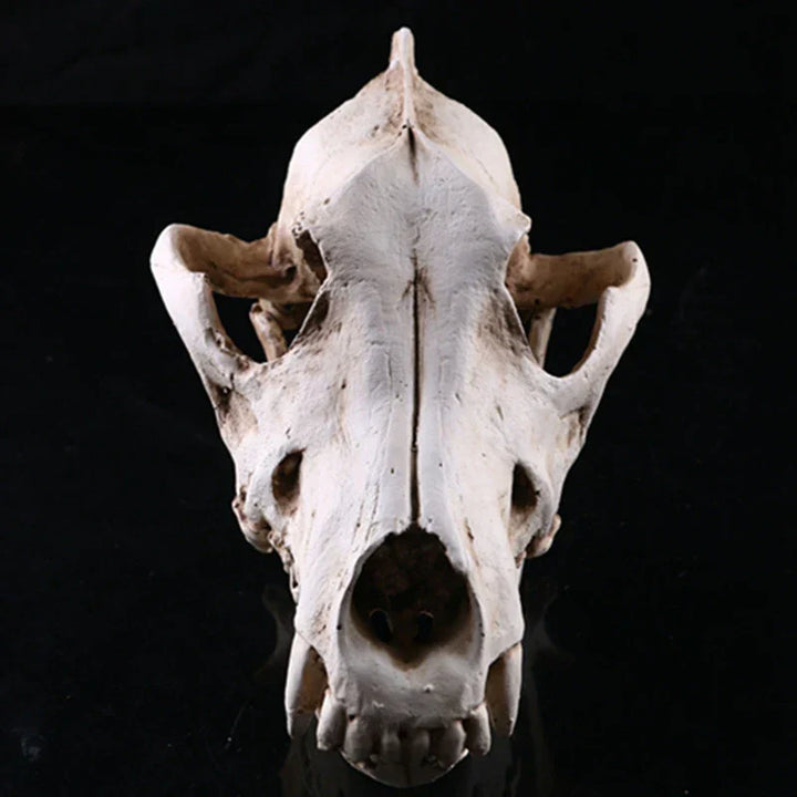 Lisslune | Wolf Skull Sculpture Model