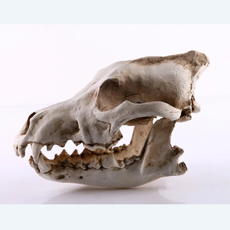Lisslune | Wolf Skull Sculpture Model