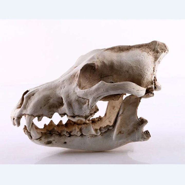 Lisslune | Wolf Skull Sculpture Model