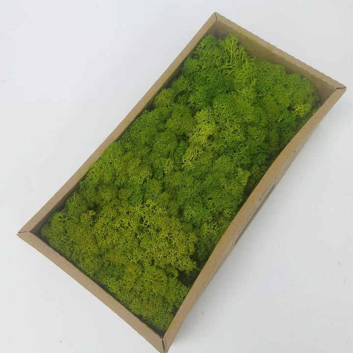 Lisslune | Lush Green Moss Wall Art: The Timeless Beauty of Nature