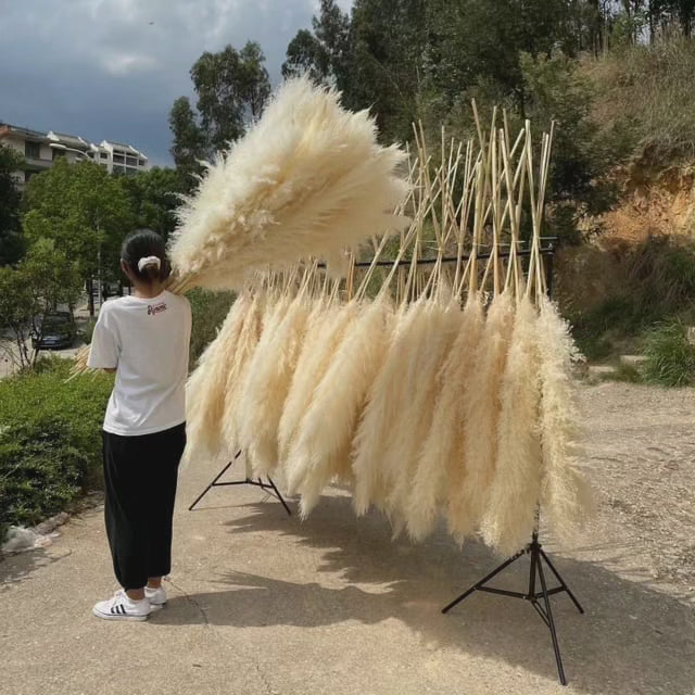 Lisslune | Large fluffy pampas grass