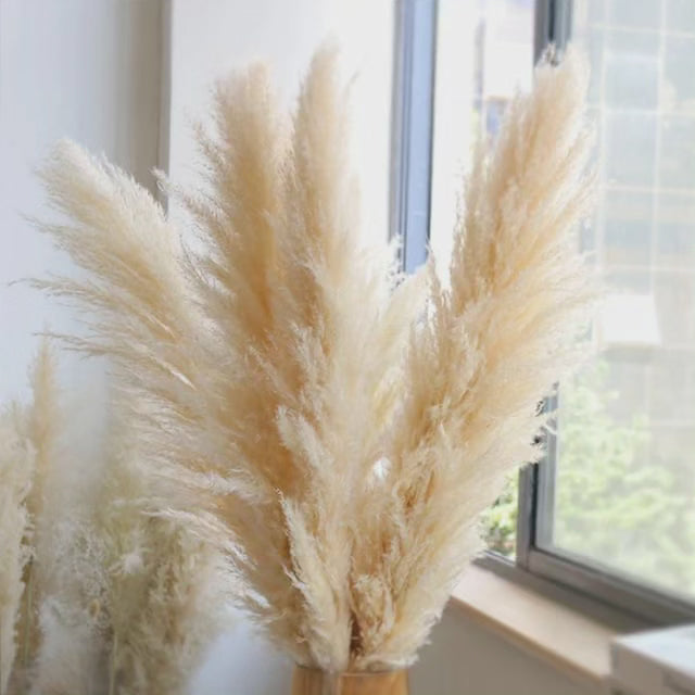 Lisslune | Large fluffy pampas grass