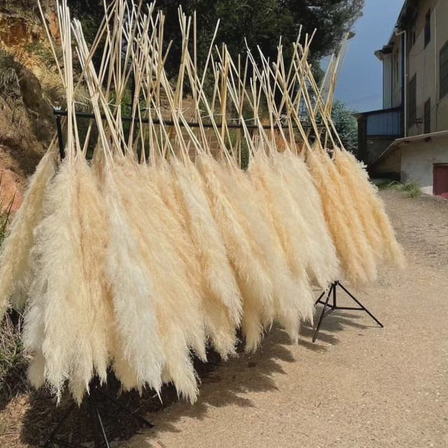 Lisslune | Large fluffy pampas grass