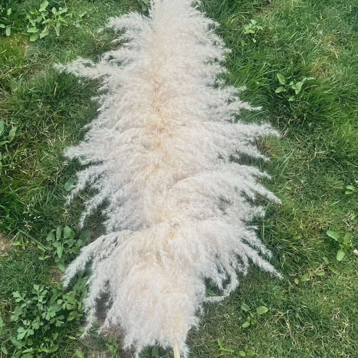 Lisslune | Large fluffy pampas grass