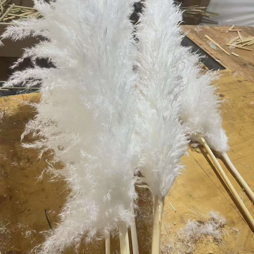 Lisslune | Large fluffy pampas grass