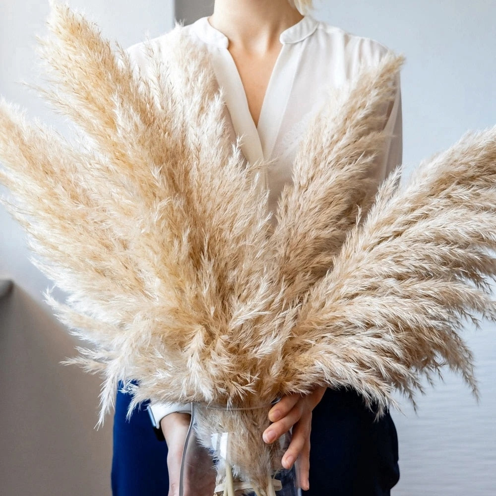 Lisslune | Pampas Dried Flowers