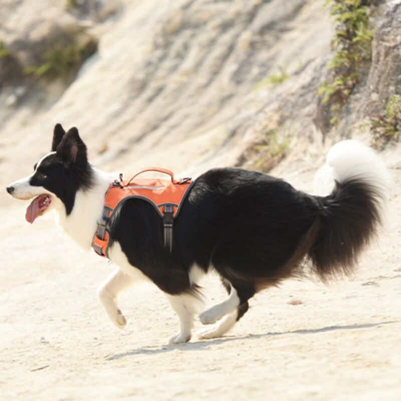 Lisslune | Multifunctional explosion-proof anti-pull harness for medium to large dogs harness