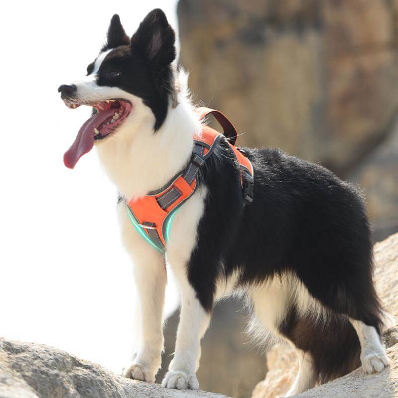 Lisslune | Multifunctional explosion-proof anti-pull harness for medium to large dogs harness