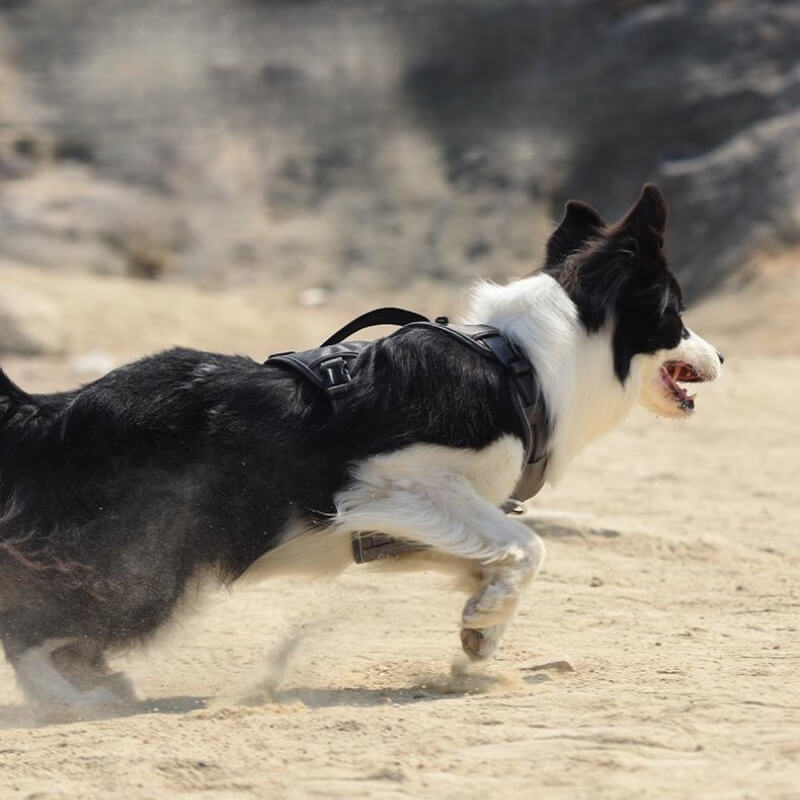 Lisslune | Multifunctional explosion-proof anti-pull harness for medium to large dogs harness