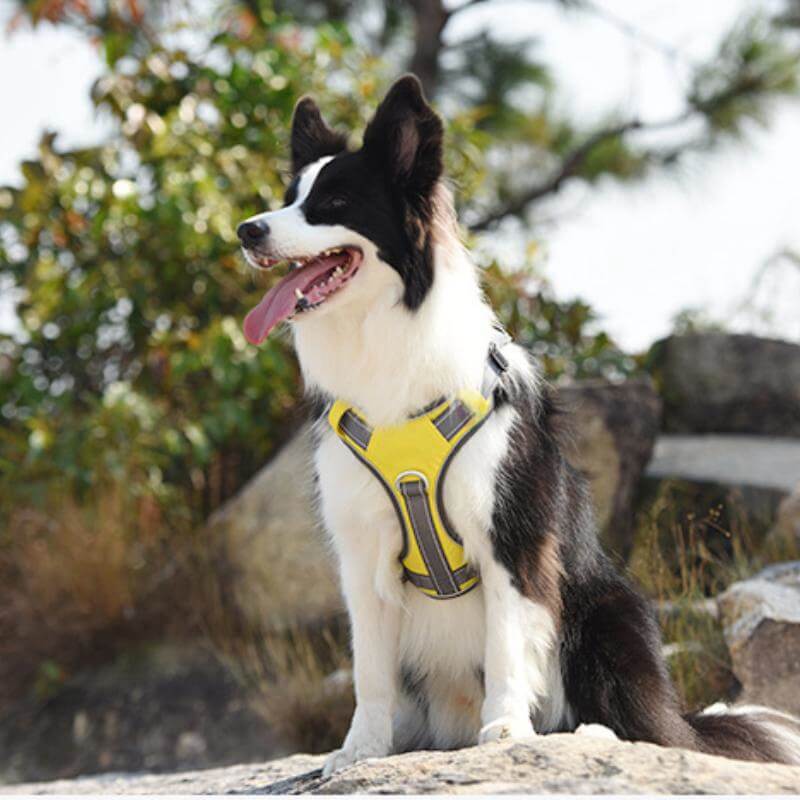 Lisslune | Multifunctional explosion-proof anti-pull harness for medium to large dogs harness