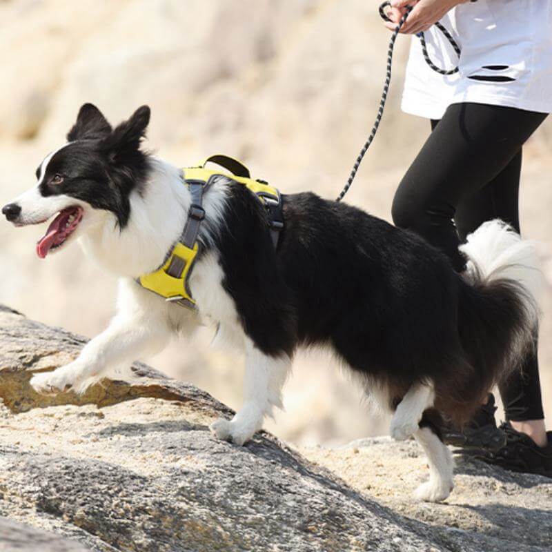 Lisslune | Multifunctional explosion-proof anti-pull harness for medium to large dogs harness
