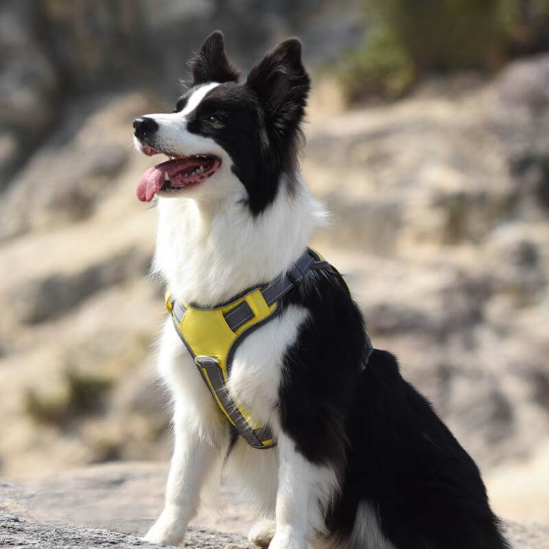 Lisslune | Multifunctional explosion-proof anti-pull harness for medium to large dogs harness
