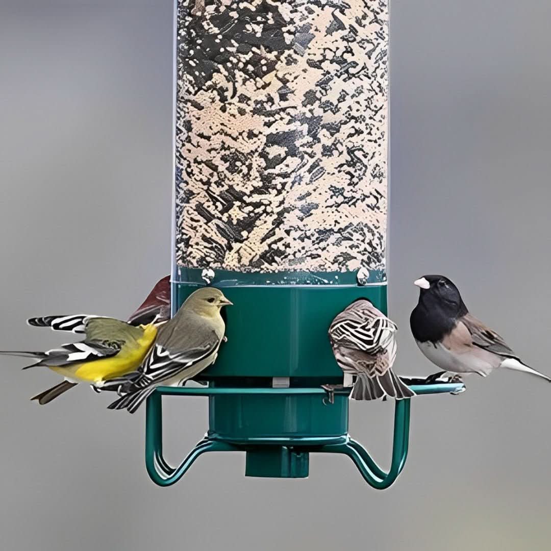 Lisslune | Squirrel-Proof Birdhouse with weight-controlled feeder