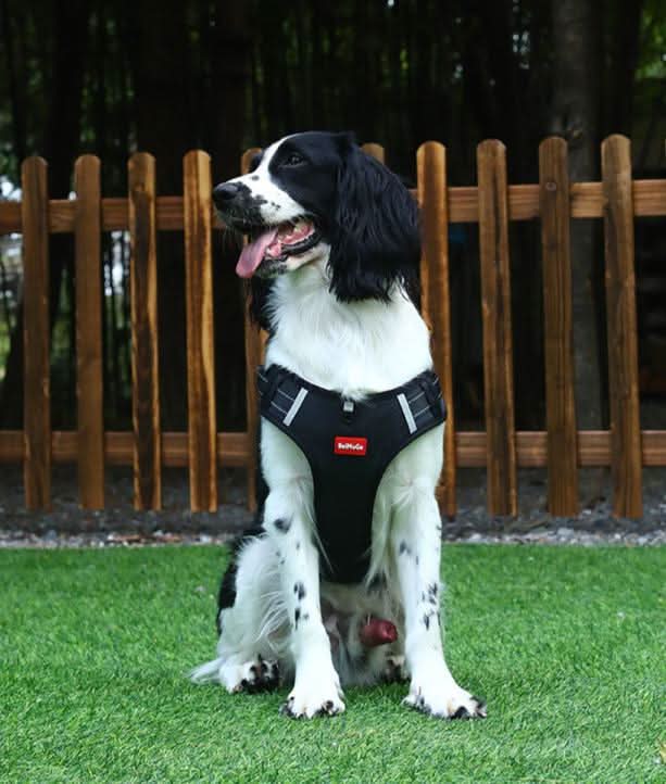 Lisslune | Anti-Pull Dog Harness for Relaxed Walks