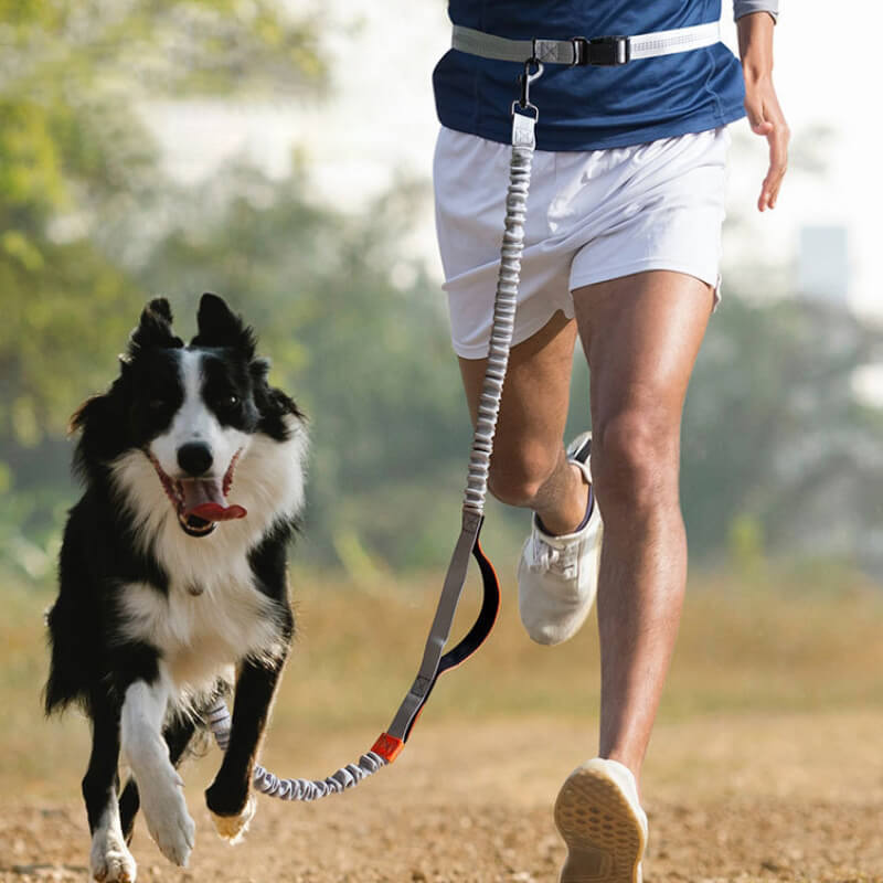 Lisslune | Telescopic Double Handle Multifunctional Dog Leash