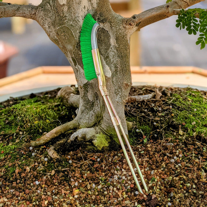 Lisslune | Nylon brush for bonsai trunk area cleaning – garden care tool