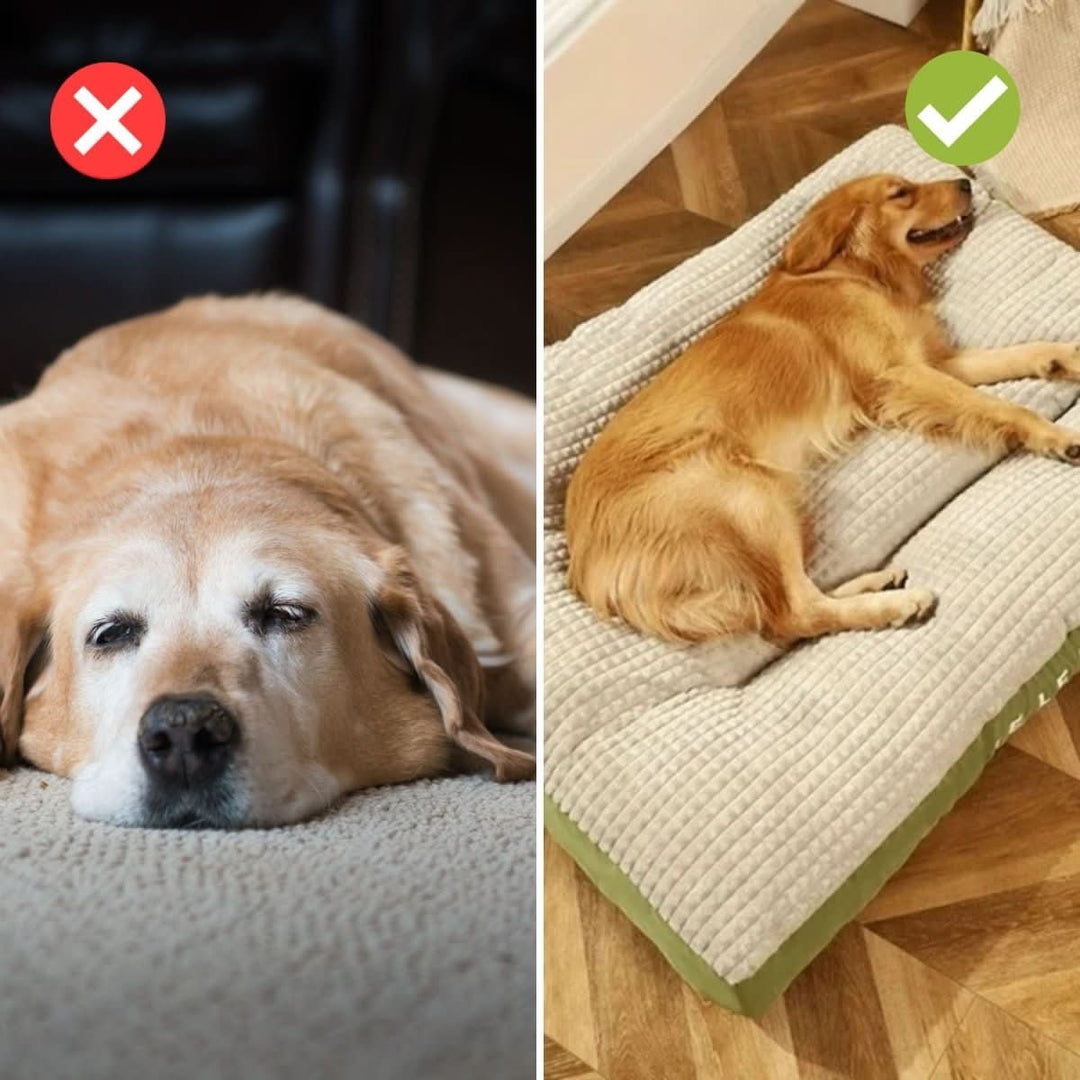 Lisslune | Orthopedic Dog Bed with Optimal Support & Comfort