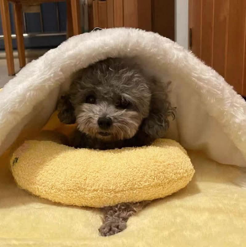 Lisslune | PETEASE LUXURY – Orthopedic Dog Bed against Stress & Joint Pain