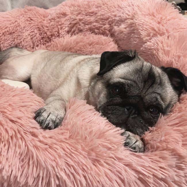 Lisslune | FUZZYPLUSH – Orthopedic Plush Dog Bed for Deep Sleep