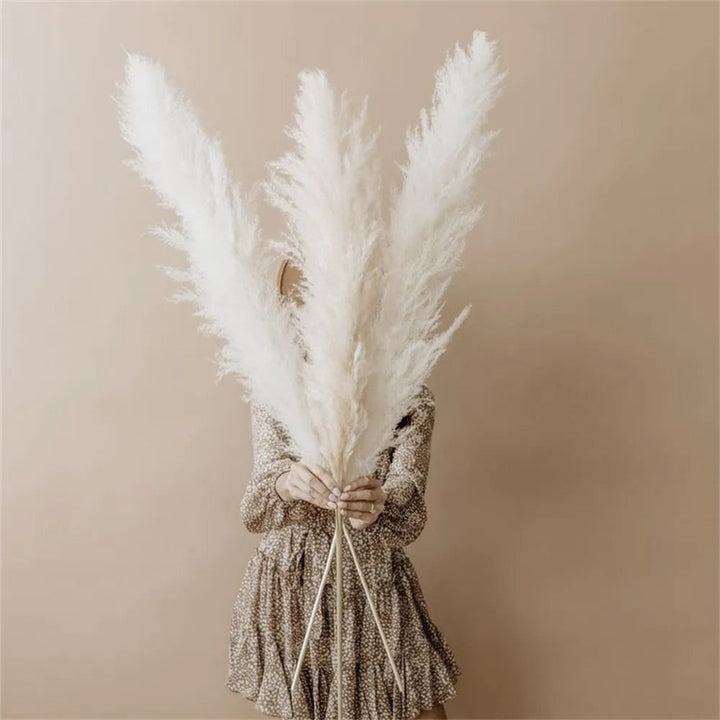 Lisslune | Pampas Dried Flowers