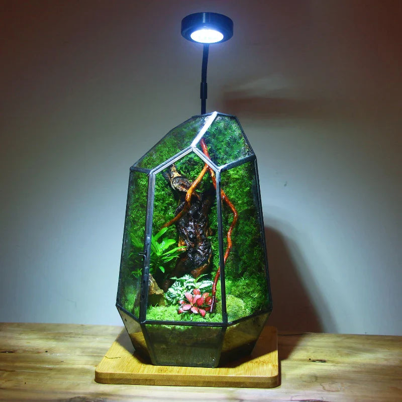 Lisslune | Modern Geometric Nature-Inspired Botanical Terrarium