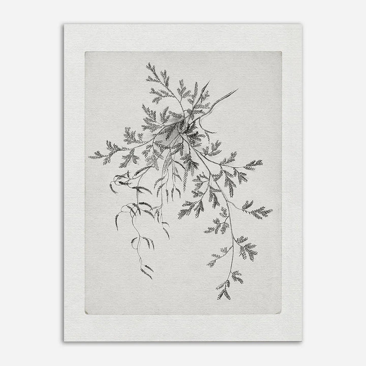 Lisslune | French Canvas Poster