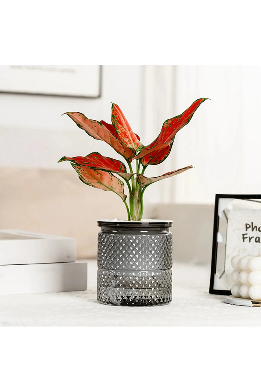 Lisslune | Self-watering flower pot