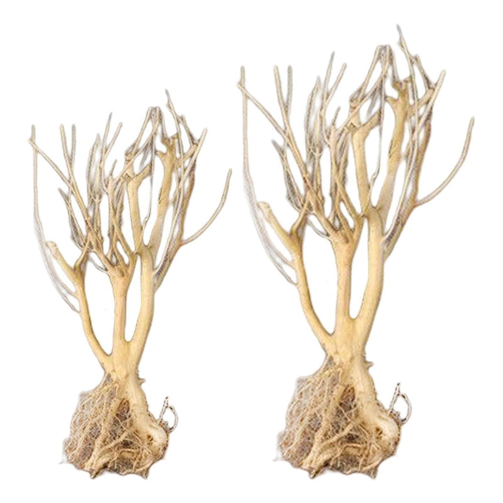 Lisslune | Natural Driftwood Decor for Aquariums: Enhance your aquatic environment with rustic charm
