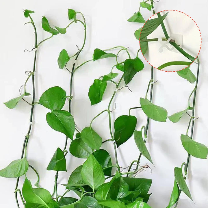 Lisslune | Climbing Wall Mounting Clips – Practical Plant Holders for Wall Decoration