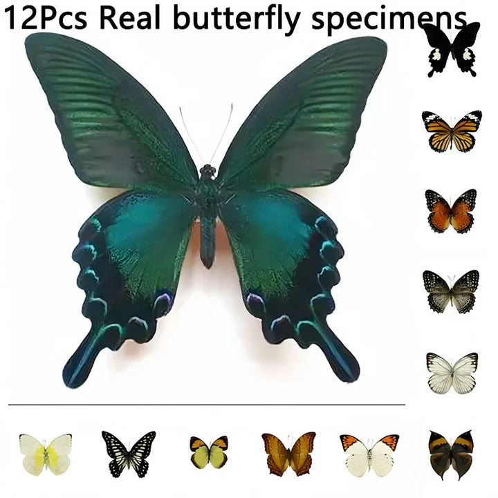 Rynx | 12 pieces of natural unassembled butterfly specimens art material decor science popularization