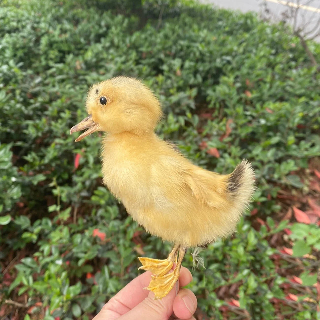 Rynx | 1 piece Taxidermy filling Eurasian duckling teaching / decoration
