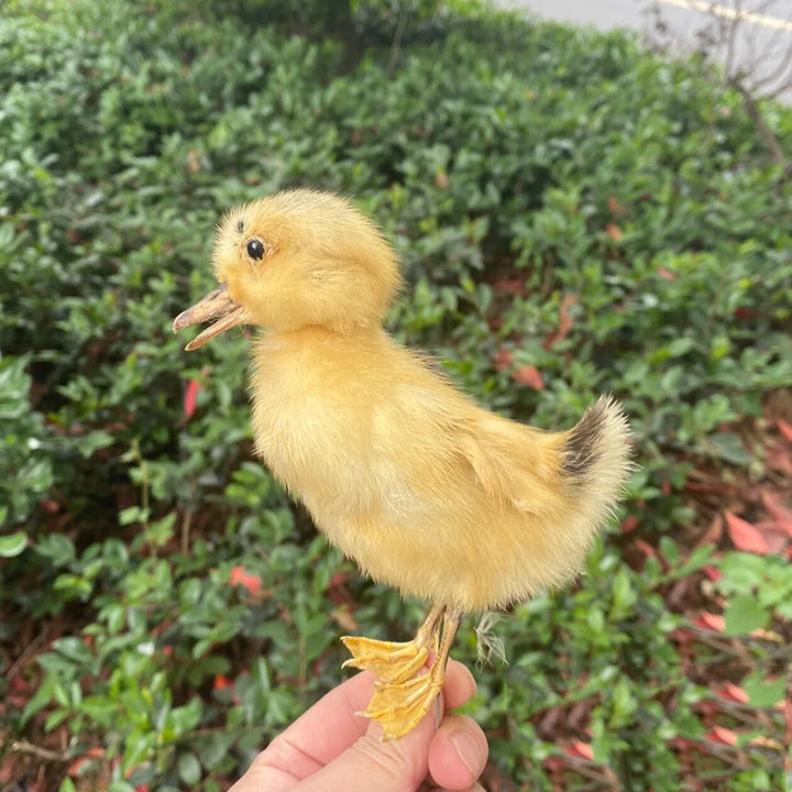 Rynx | 1 piece Taxidermy filling Eurasian duckling teaching / decoration
