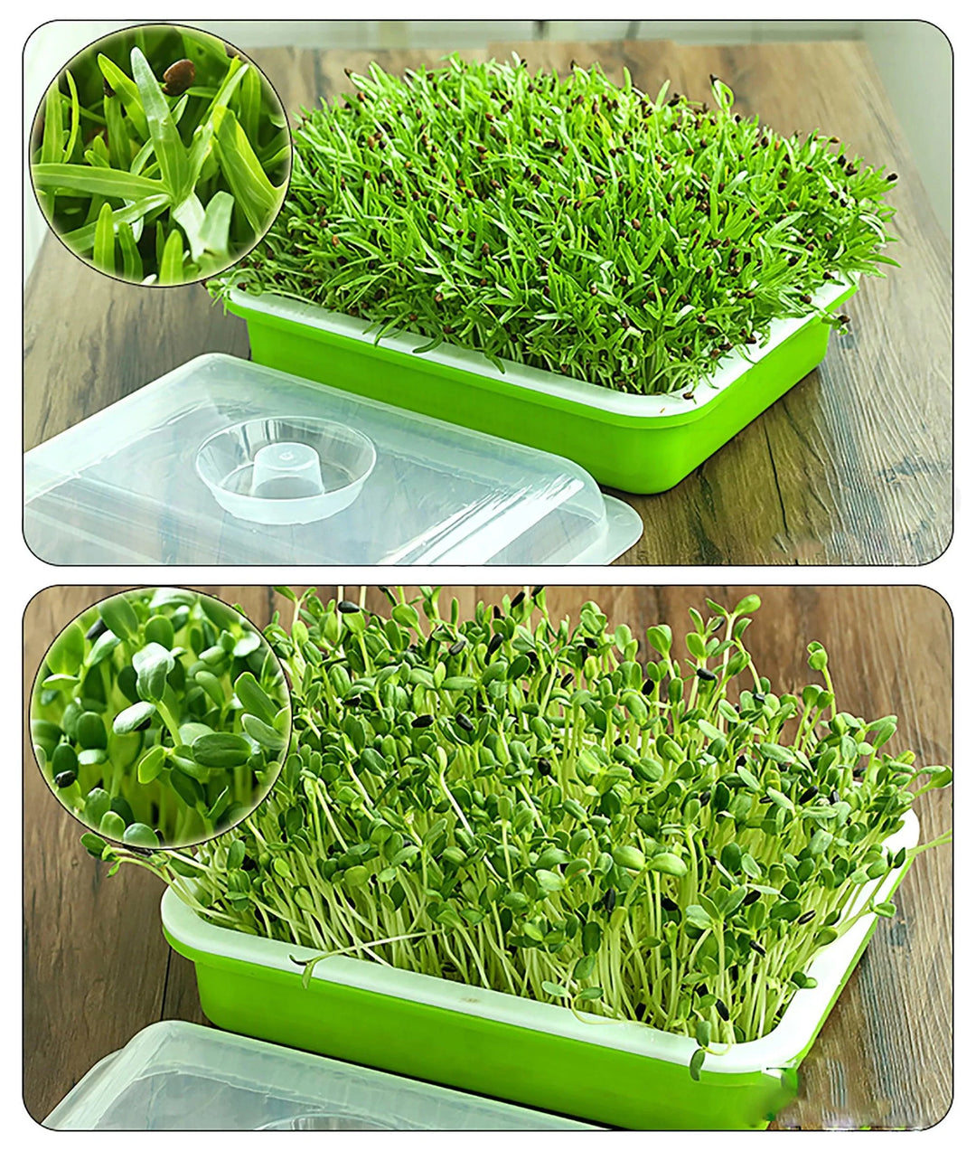 Lisslune | Sustainable Home Sprout Growth Kit - Simple Green & White Seed Tray Solution