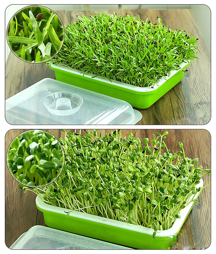 Lisslune | Sustainable Home Sprout Growth Kit - Simple Green & White Seed Tray Solution