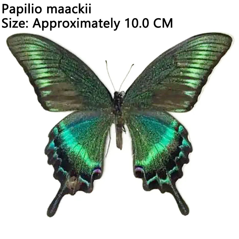 Rynx | 12 pieces of natural unassembled butterfly specimens art material decor science popularization