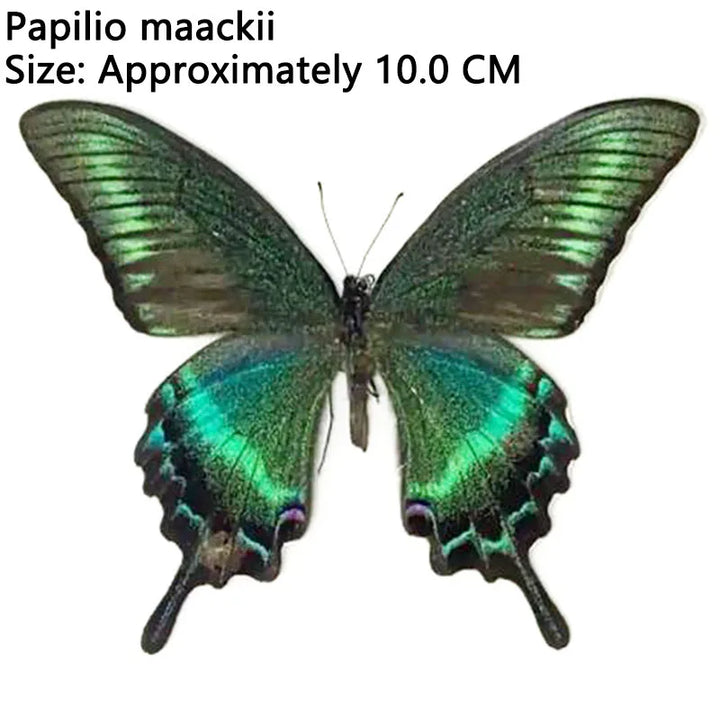 Rynx | 12 pieces of natural unassembled butterfly specimens art material decor science popularization