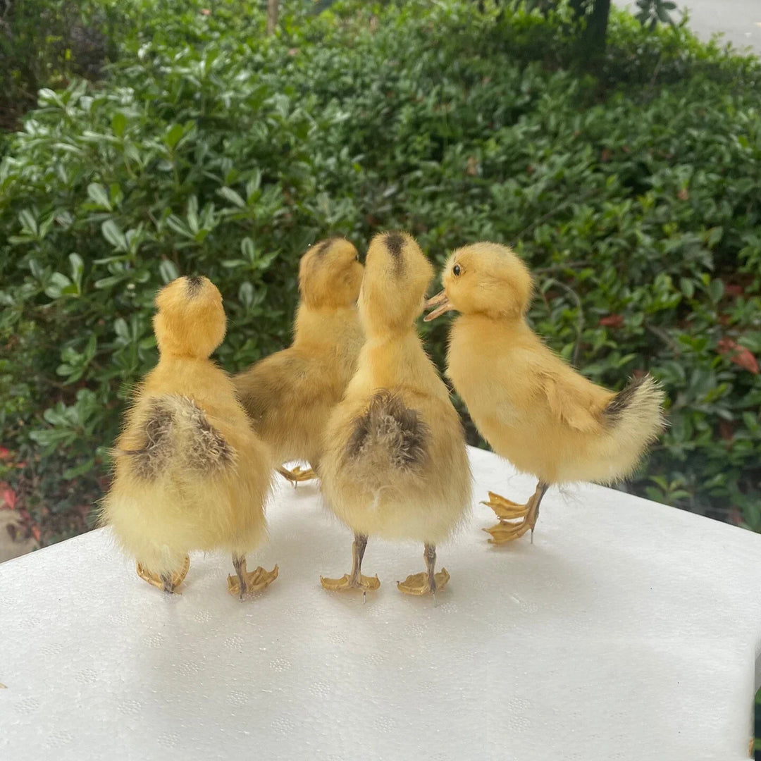 Rynx | 1 piece Taxidermy filling Eurasian duckling teaching / decoration
