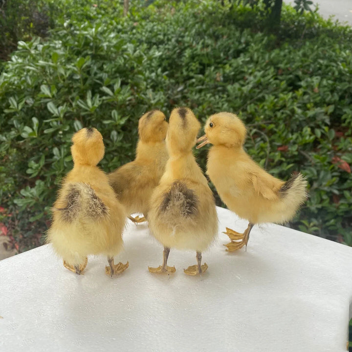 Rynx | 1 piece Taxidermy filling Eurasian duckling teaching / decoration