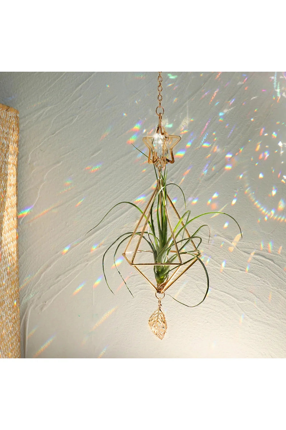 Lisslune | Air plant sun catcher
