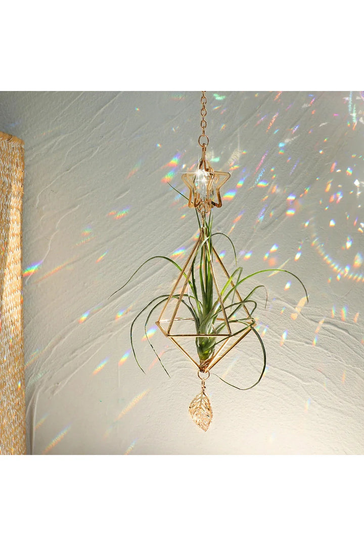 Lisslune | Air plant sun catcher