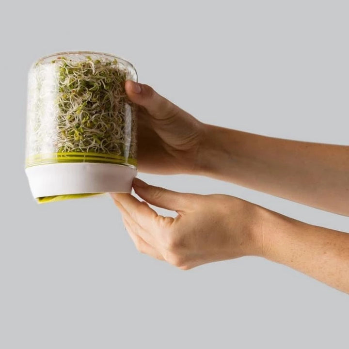Lisslune | Home Glass Sprouting Kit for year-round freshness